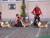 JUBILEUSZOWA WYSTAWA CORGI PRUSZKÓW 2012 